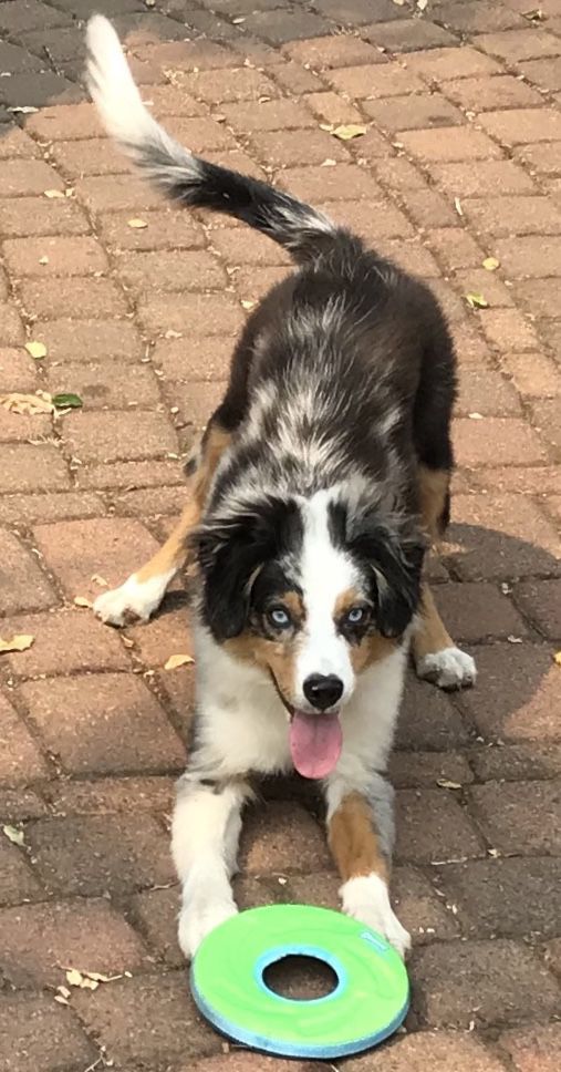 Pic of the Litter: Kerry